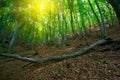 Green deciduous forest