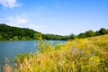 Green deciduous forest on the shore of the summer pond Royalty Free Stock Photo