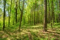 Green Deciduous Forest Summer Nature. Sunny Trees Royalty Free Stock Photo