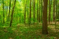 Green Deciduous Forest Summer Nature. Sunny Trees And Green Gras Royalty Free Stock Photo