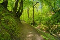 Green deciduous forest way. Mysterious nature