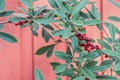 Deciduous holly plant with red background