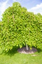 Green deciduous tree stands alone Royalty Free Stock Photo