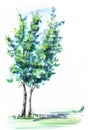 Green deciduous tree with two thin trunks. Blurred illustration on wet paper. Hand drawn Royalty Free Stock Photo