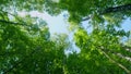 Green deciduous trees against blue sky. Canopy of tall trees frame the clear blue sky. Rotation. Royalty Free Stock Photo