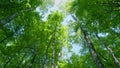 Green deciduous trees against blue sky. Canopy of tall trees frame the clear blue sky. Rotation. Royalty Free Stock Photo