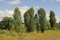 High green trees in grass on a meadow against the sky Royalty Free Stock Photo