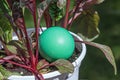 A green egg sitting in a plant Royalty Free Stock Photo