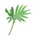 Green decorative monstera leaf