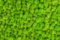 Green decorative moss texture. Wall from moss background Royalty Free Stock Photo