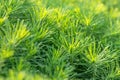 Green decorative plant grass, background, texture. Euphorbia cyparissias ornamental perennial in landscape design garden or park Royalty Free Stock Photo