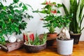 A lot of houseplants in pots on wooden table. Stylish botany interior. Home gardening.