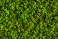 Green decorative soft moss for interior decoration