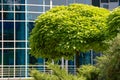 Green decorative tree with a round crown on the background of an office building with blue window reflection mirroring glass. Royalty Free Stock Photo