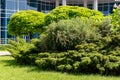 Green decorative tree with a round crown on the background of an office building with blue window reflection mirroring glass. Royalty Free Stock Photo