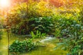 Green deep jungle forest with water fall river Royalty Free Stock Photo