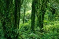 Green deep rainforest with moss fern and lichen cover the tree