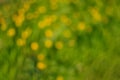 Green defocus abstract bokeh background