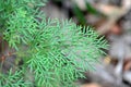 Green delicately patterned leaf