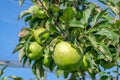 Green delicious apples Granny Smith hanging from branch with green leaves Royalty Free Stock Photo