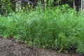 Green delicious dill grows in the home garden