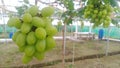 Green Delicious Grape on Grape Farming Place