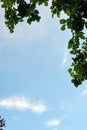 Green dense foliage against a blue sky and white clouds. Natural vertical background. Autumn Sunny warm day Royalty Free Stock Photo