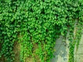 green and dense leaves of vines that climb over the concrete fence Royalty Free Stock Photo