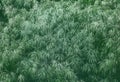 Green dense lush grass top view background