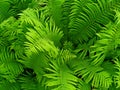 Green dense thickets of fern. view from above