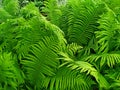 Green dense thickets of fern. view from above