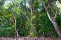 Green dense tropical forest