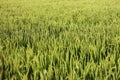 Green dense young rice field background pattern texture