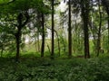Kedleston forest derbyshire