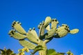 Green desert cactus bush on blue sky background Royalty Free Stock Photo