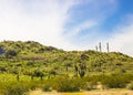 Green Desert Hillside With Saguaro Cactus Royalty Free Stock Photo