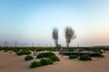 Green Desert near Al Hofuf Saudi Arabia Royalty Free Stock Photo
