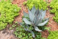 Green desert plant in desert garden