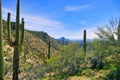 Green desert after rain, Sonoran desert, Arizona, USA.