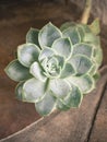 Beautiful green Desert Rose succulent Royalty Free Stock Photo