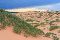 Green desert vegetation in Coral Pink Sand Dunes State Park in Utah at sunset Royalty Free Stock Photo