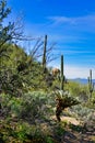 Abundantly green desert flora after winter rains, Sonoran Desert, Arizona