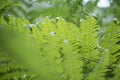 Green detailed fern leaves with blurred foreground as an organic summer nature background