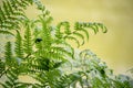 Green detailed fern leaves with yellow river water on background as an organic summer nature wallpaper