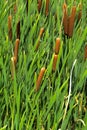 Green details of colored plants Typha, also called reed on the l Royalty Free Stock Photo