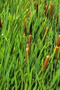 Green details of colored plants Typha, also called reed on the l Royalty Free Stock Photo