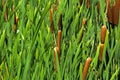 Green details of colored plants Typha, also called reed on the l Royalty Free Stock Photo