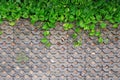 Green Devil`s Ivy plants with water droplets on turf stone concrete pavers