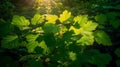 Green Devils club or Devils walking stick leaves plant deep in the forest bush