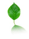 Green dewy leaf with reflection